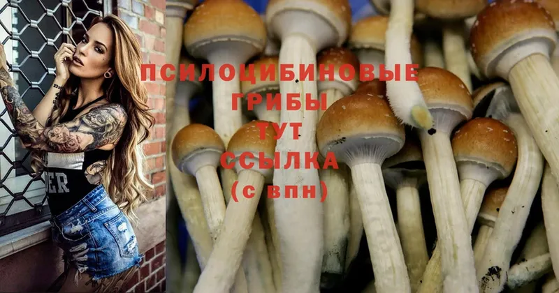 shop состав  Краснозаводск  Псилоцибиновые грибы Magic Shrooms 